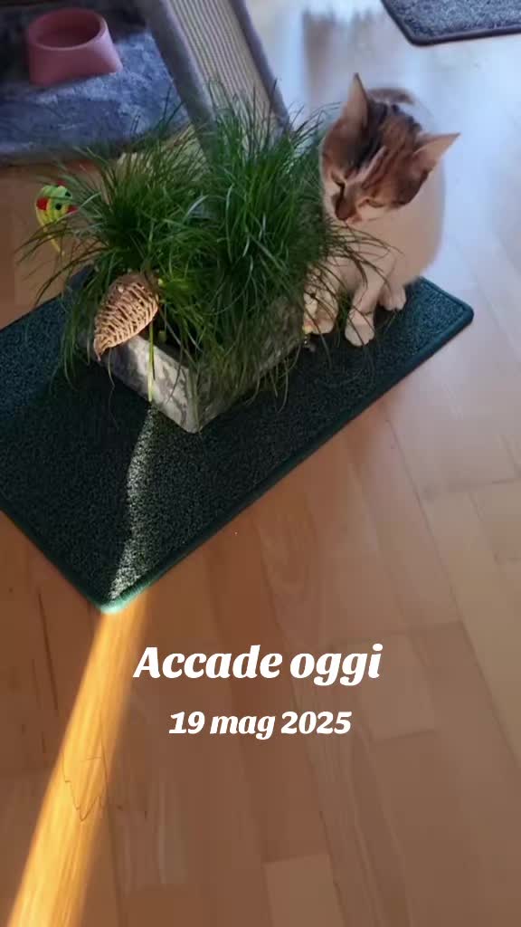@Stellina