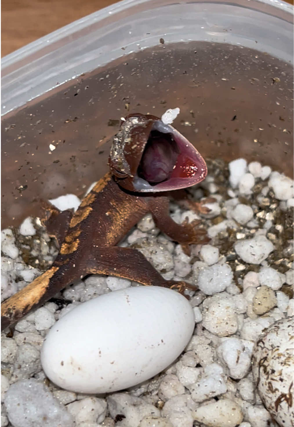 @🦎❤️Геля и питомцы❤️🦎