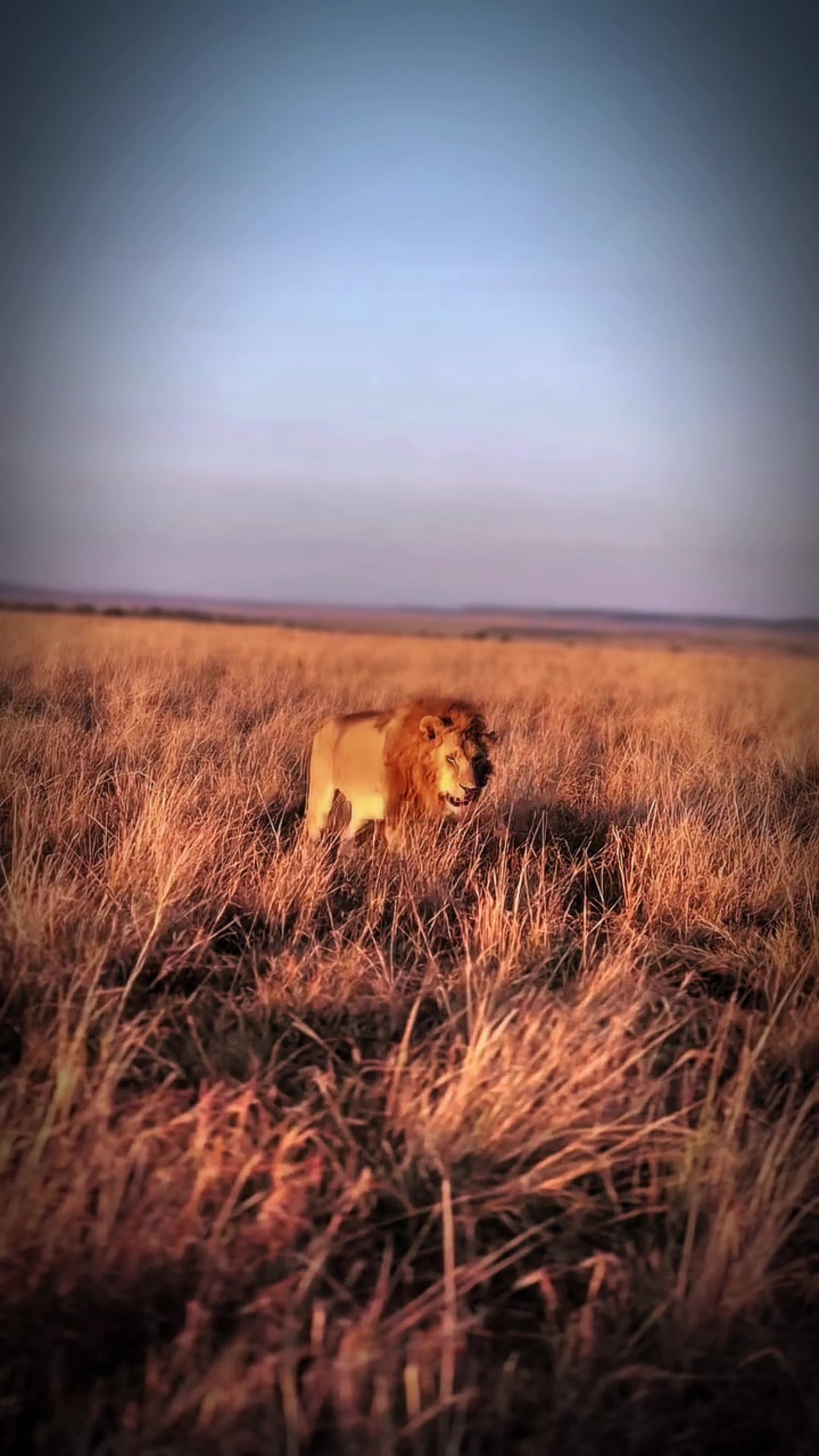 @lion_world5