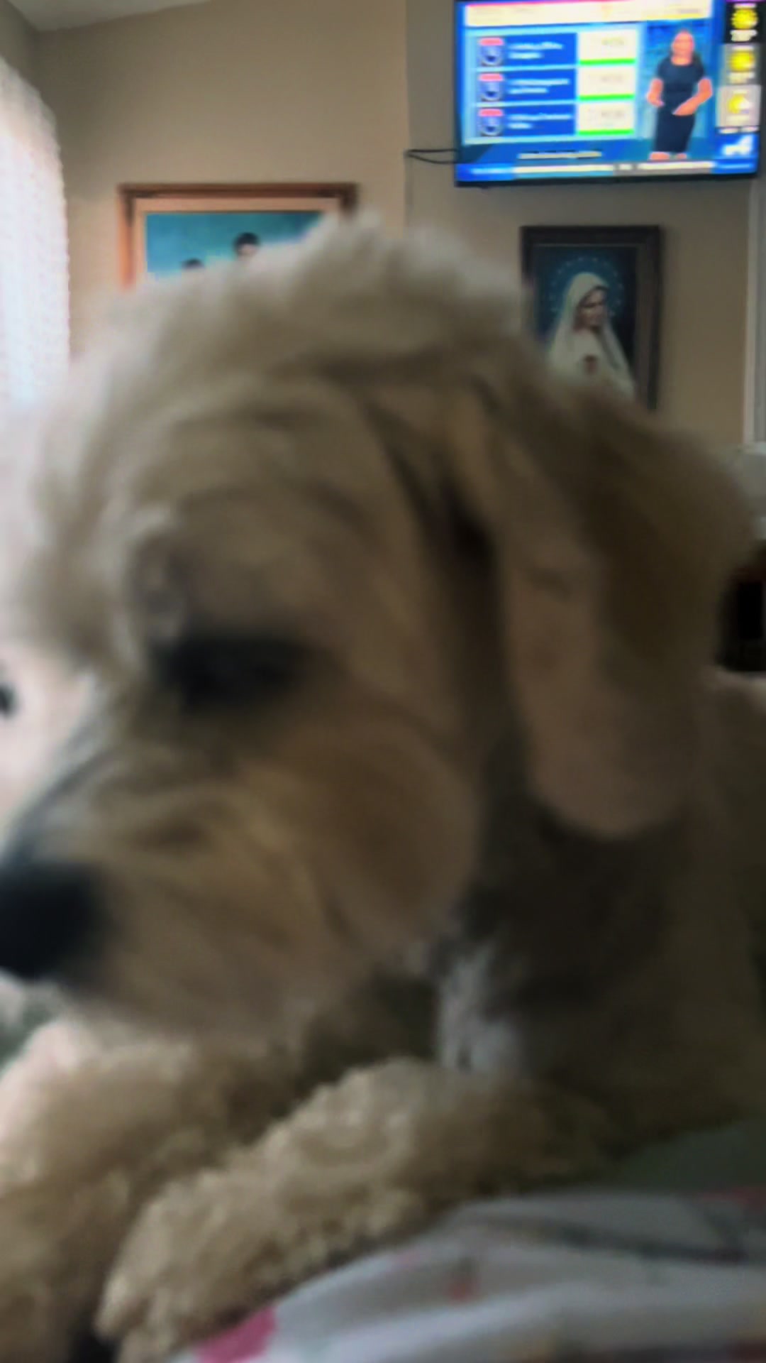 @Dogs@Velia Rosario