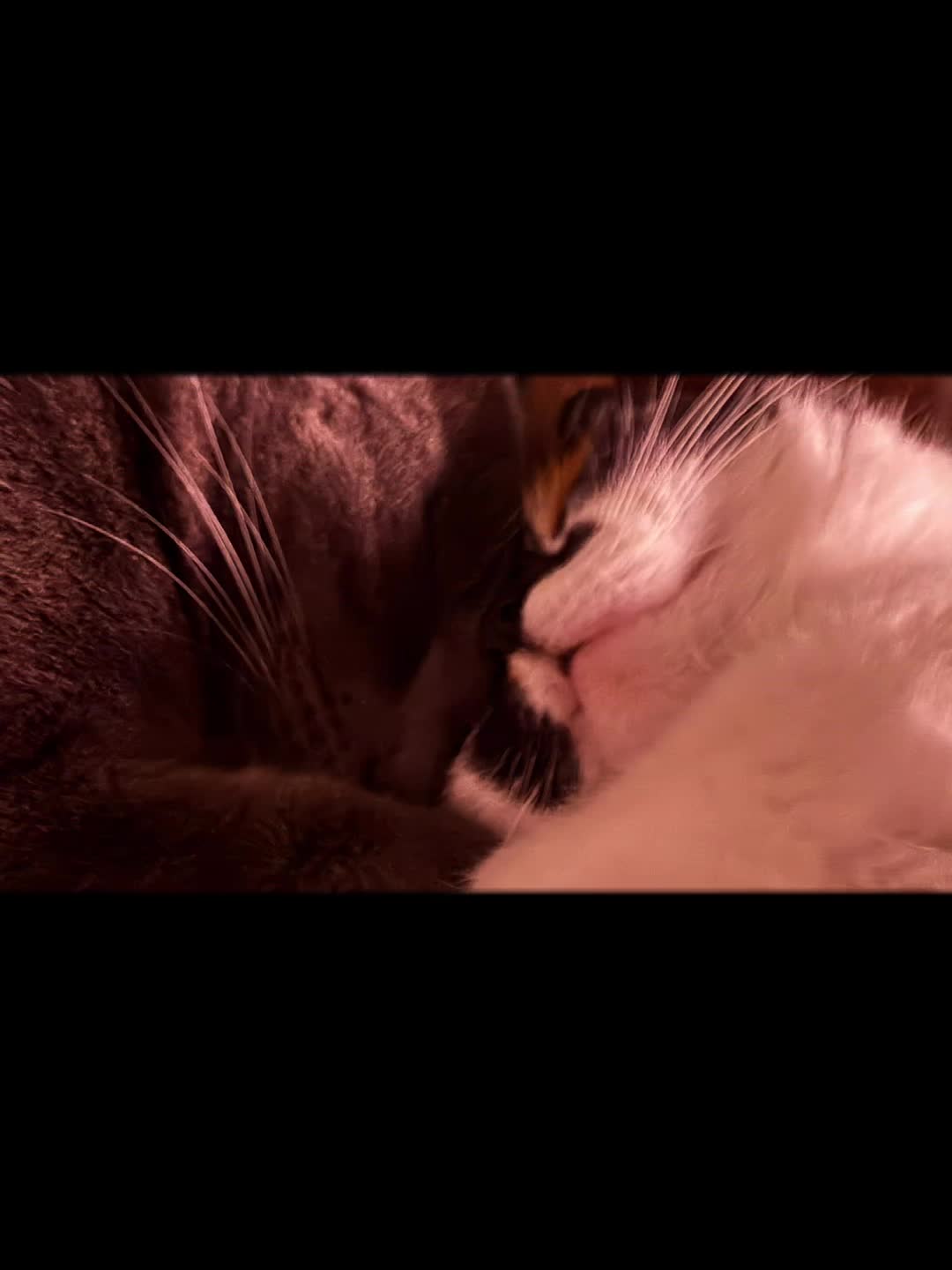 @Catcat