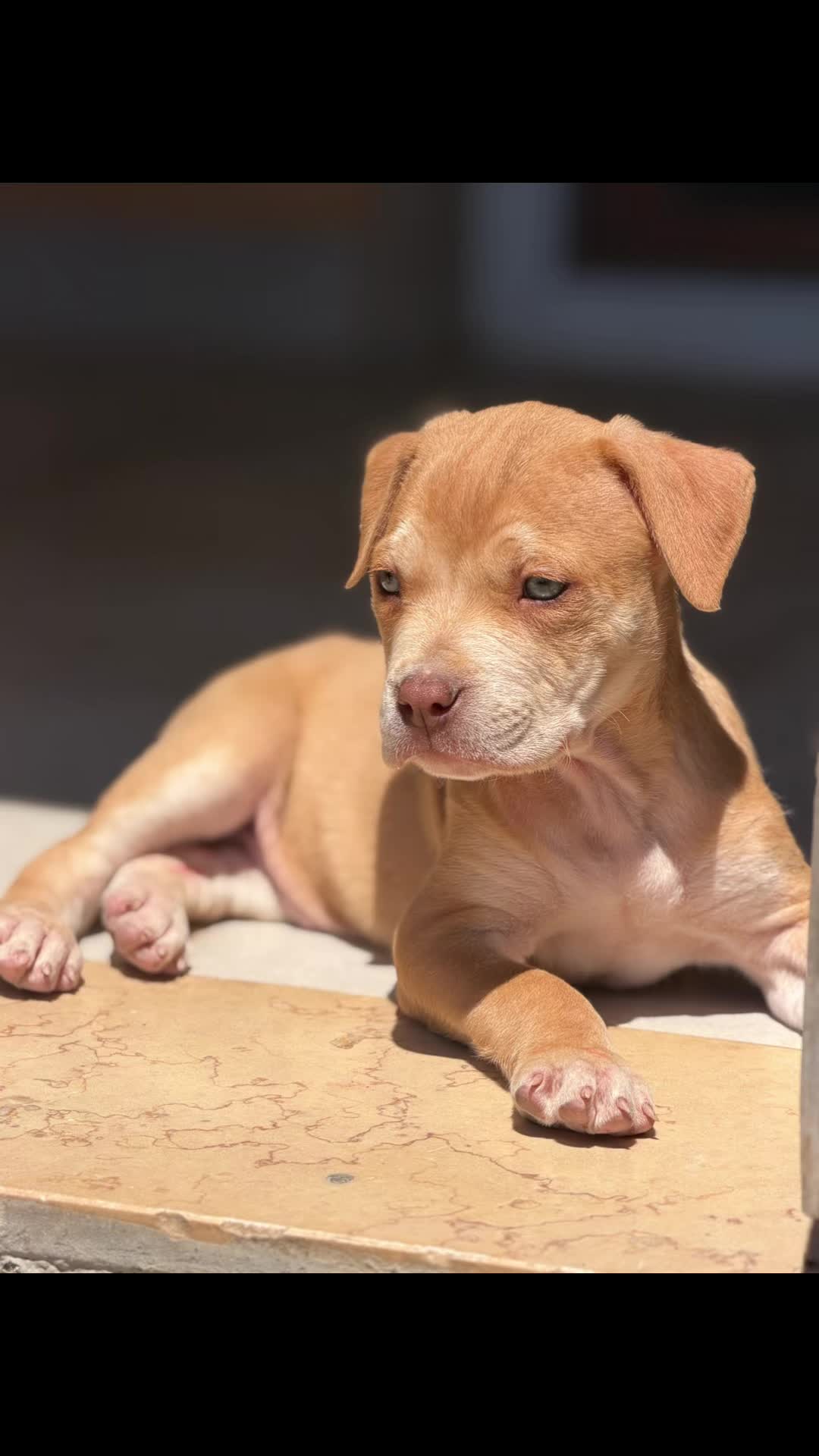 @RedForcePitbull