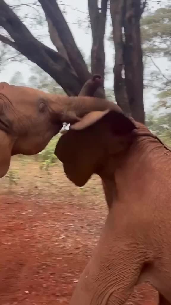 @SheldrickTrust