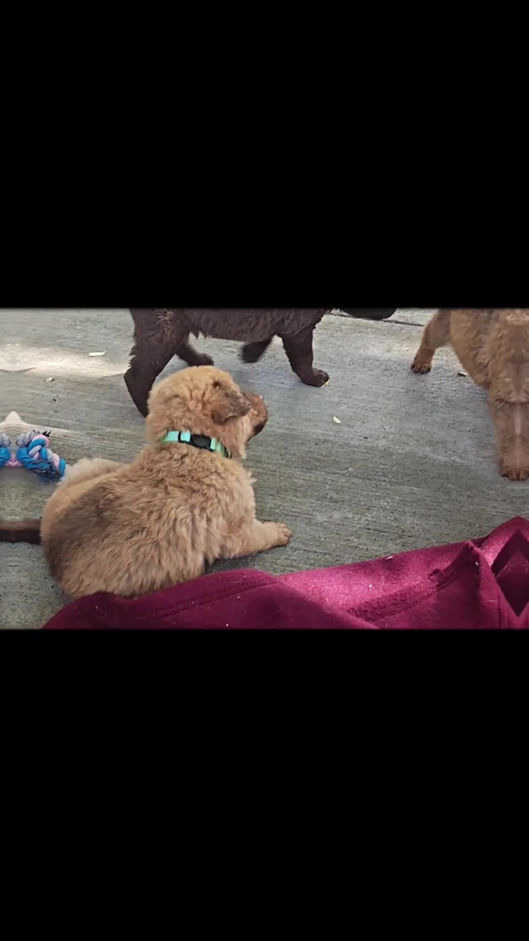 @DesertOasisKennels
