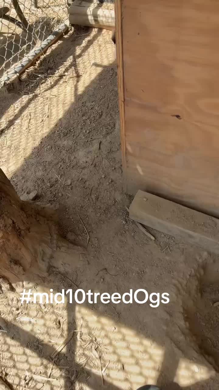 @mid10treedogs