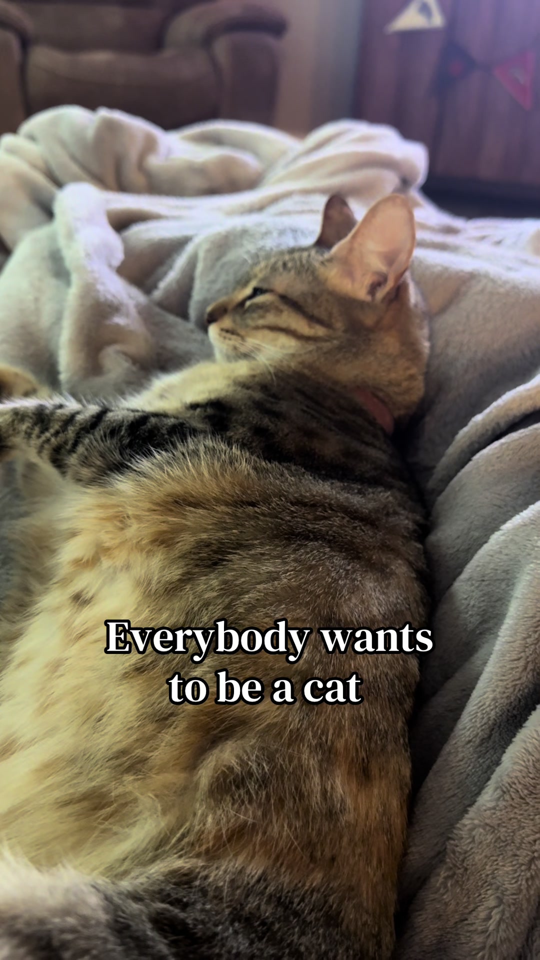 @Luke & Leia Catwalker