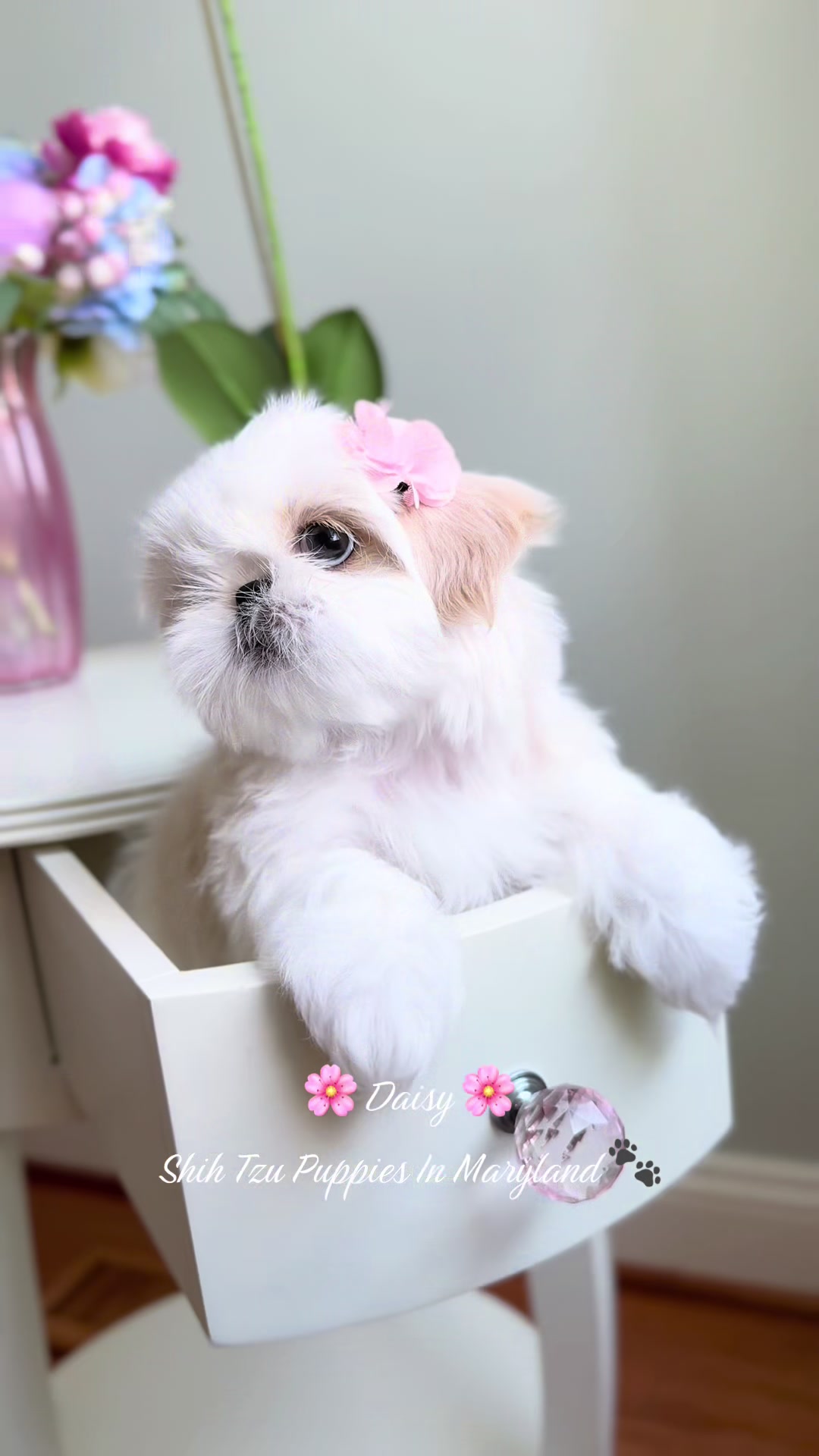 @Shih Tzu Puppies in Maryland