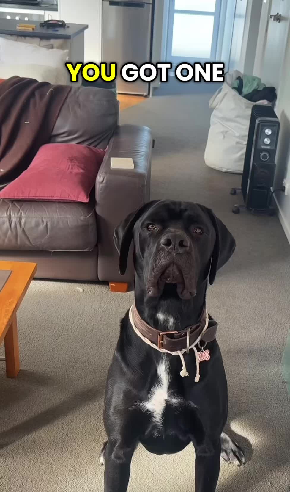 @k9fieldguide