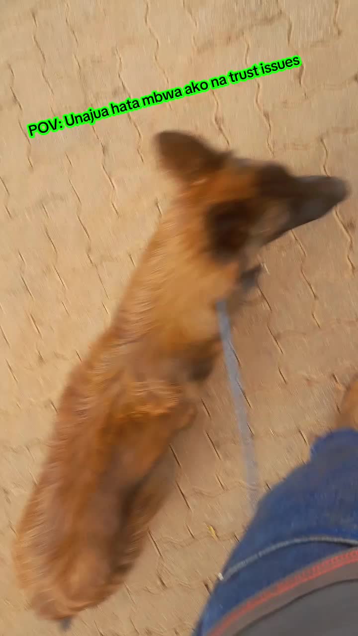 @Orimbajnrkennels
