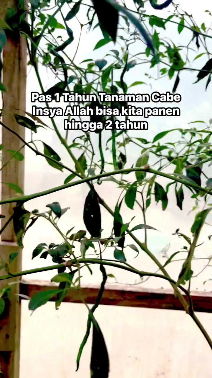 @"PakTani Atim"