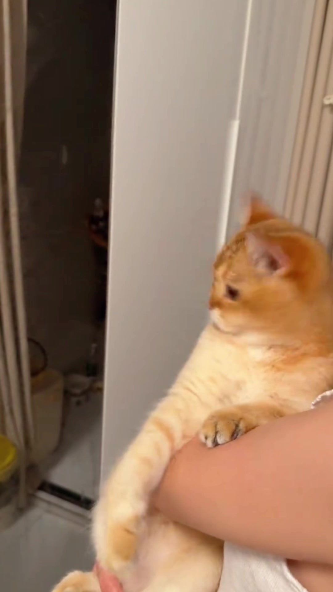 @cutekitten37