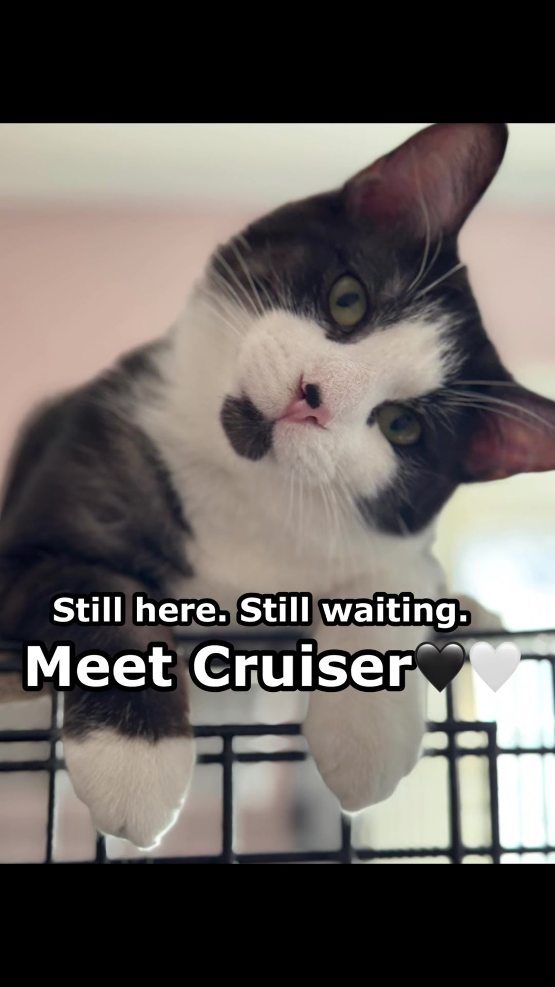 @North Toronto Cat Rescue