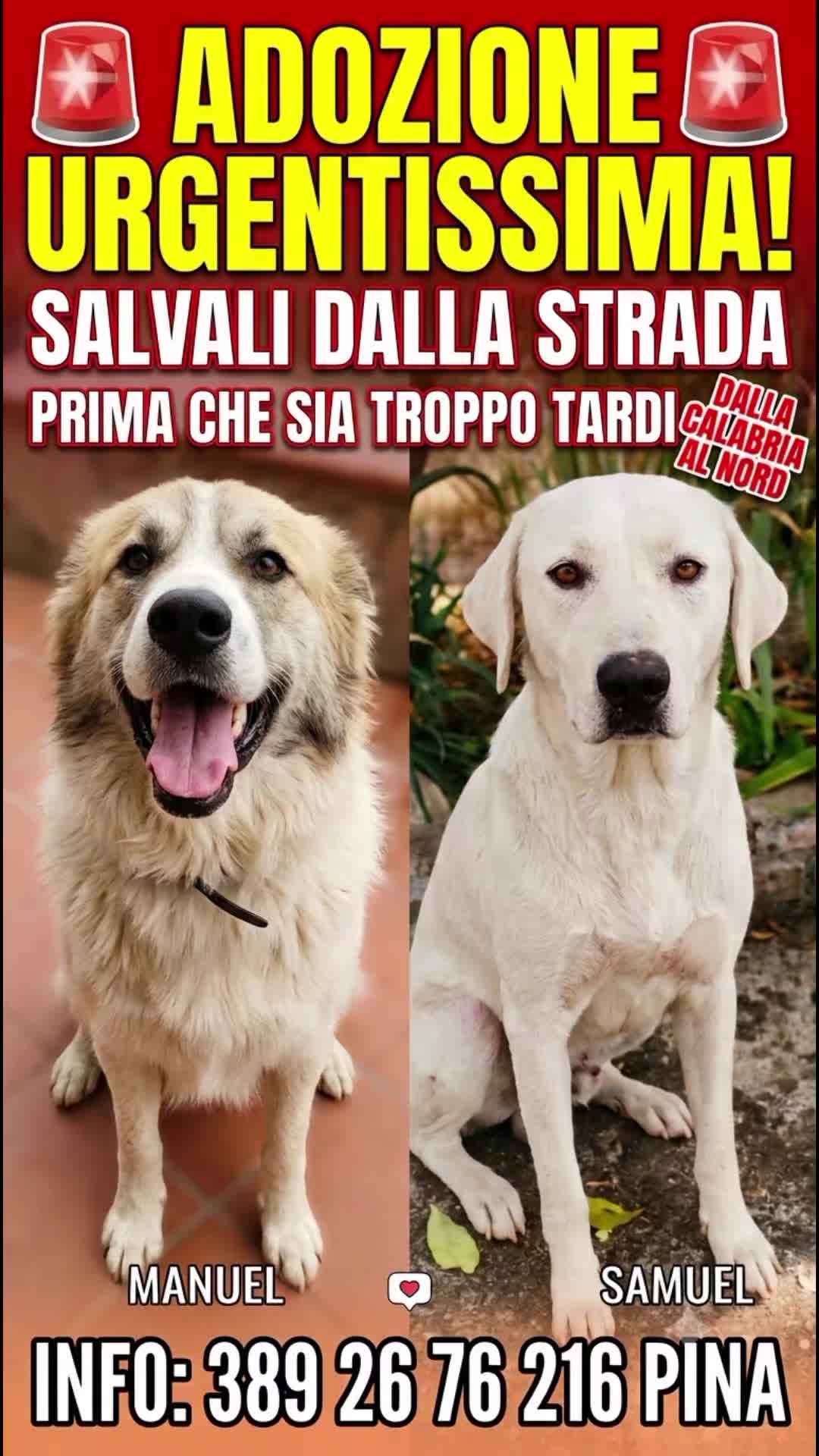 @Pina Rossignuolo
