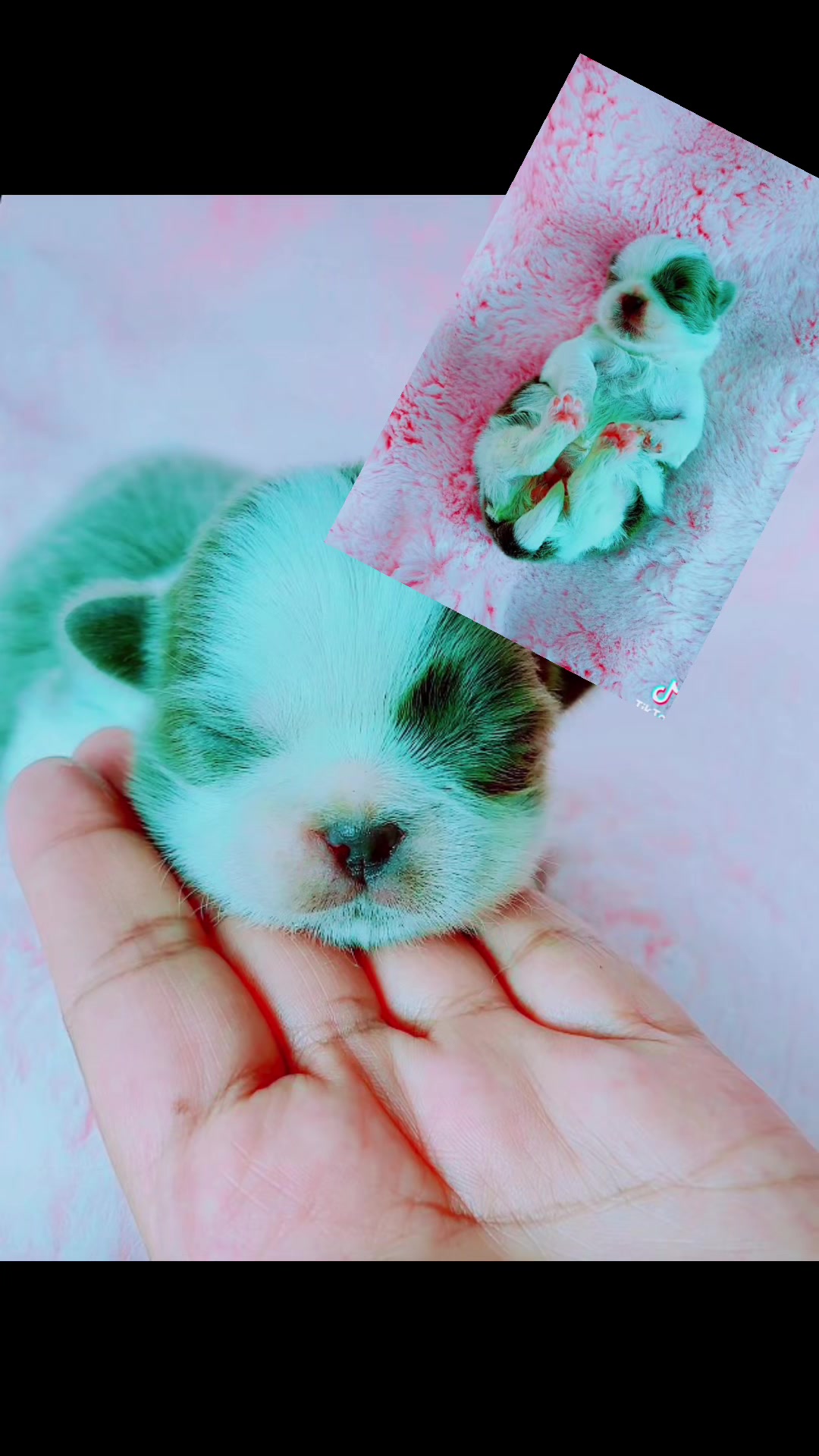 @shihtzulions