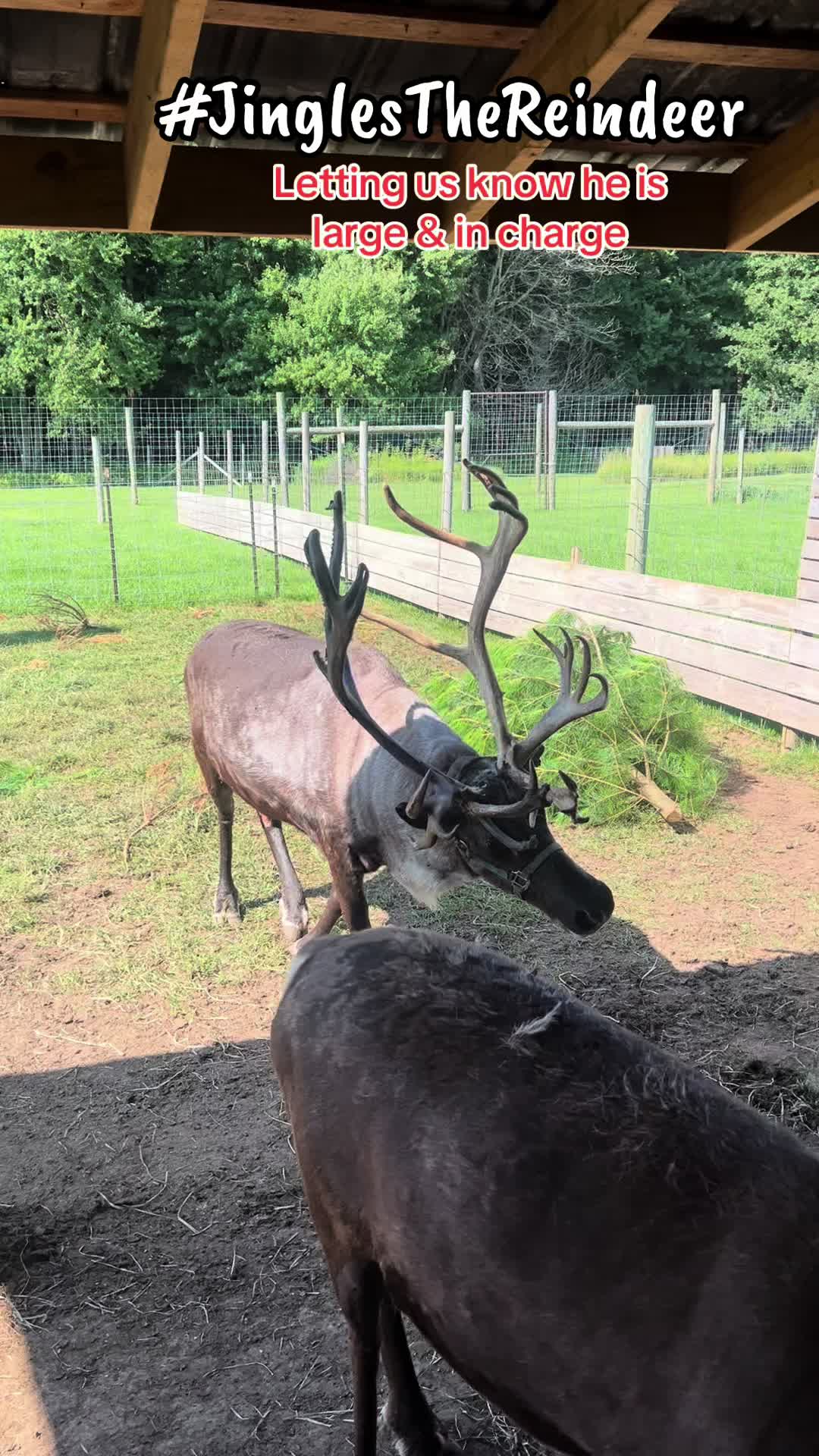 @ReindeerMagicLady