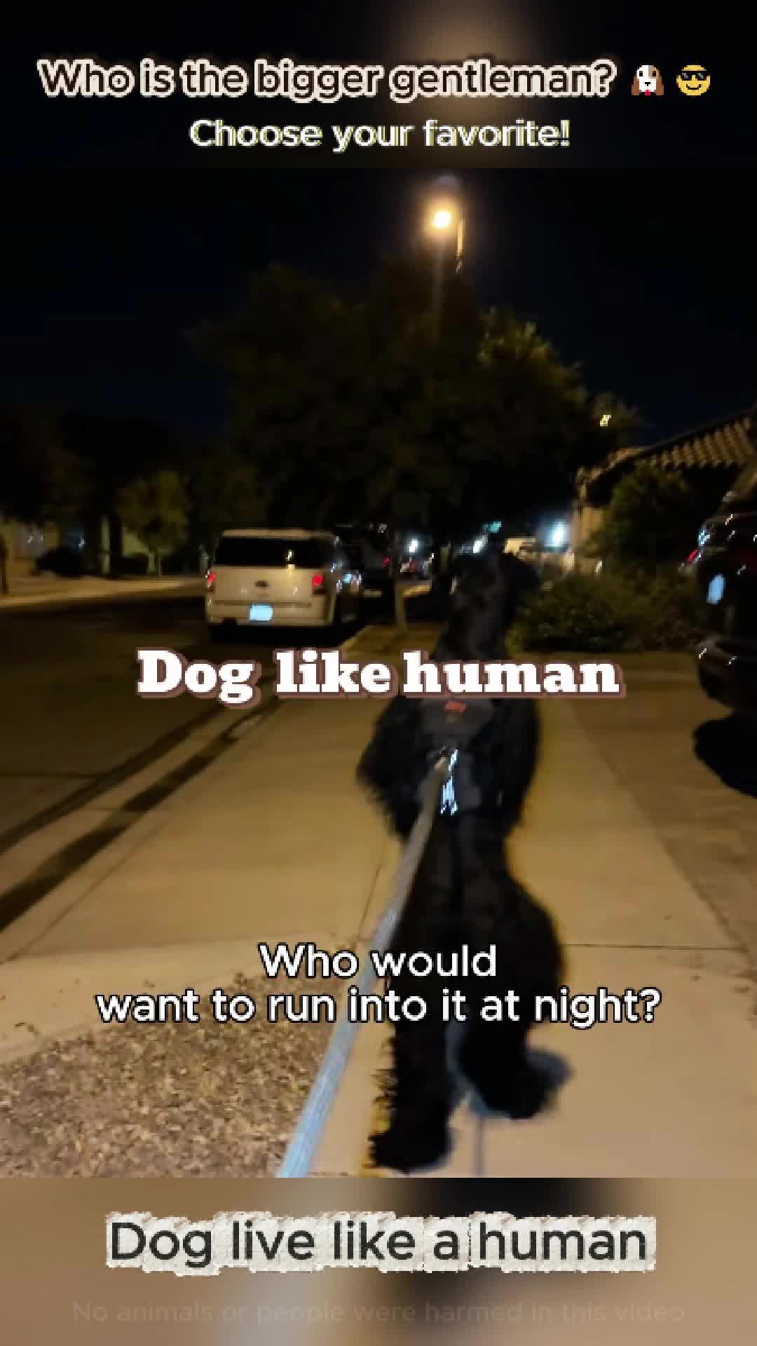 @pet.funny799