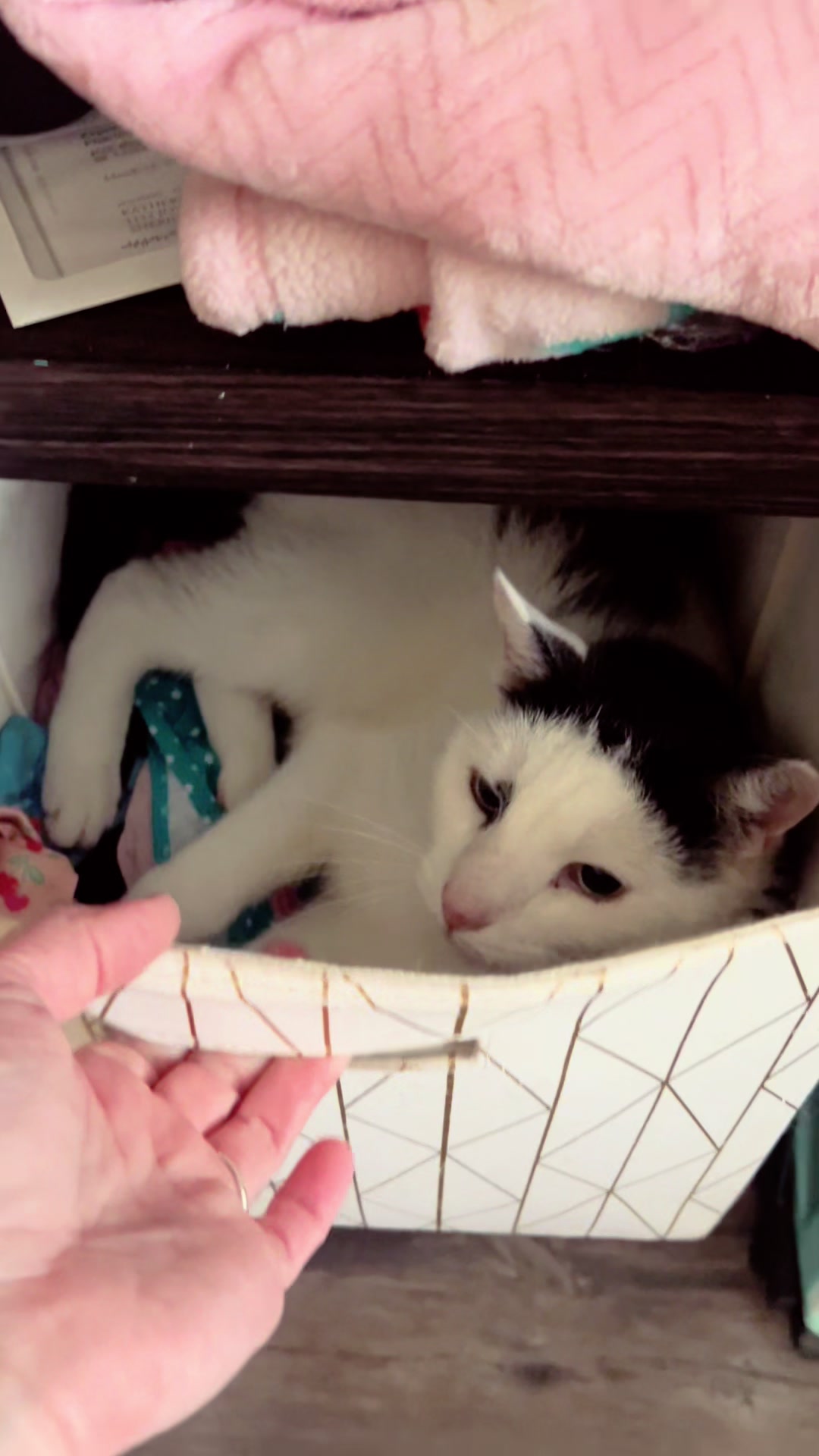 @Katie’s Clutter of Cats 🐈⬛🐈