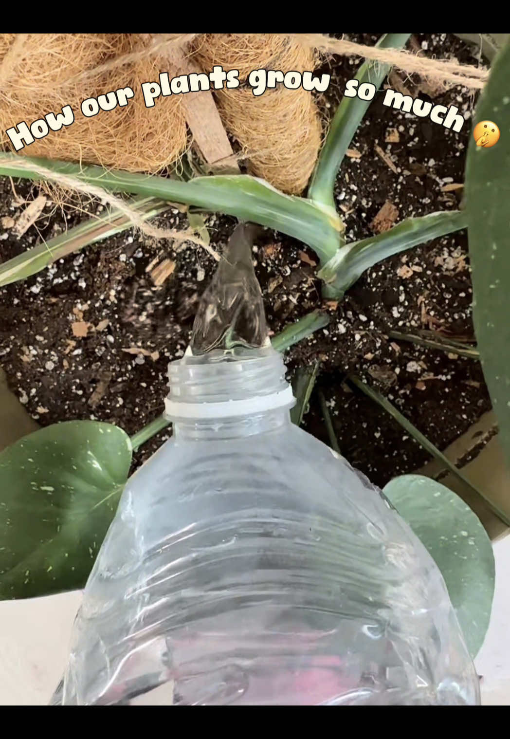 @plant_trappin_apothecary