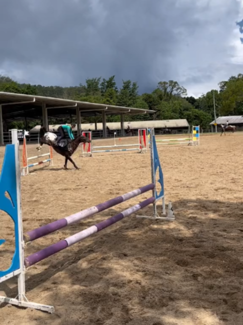 @Horses TikTok