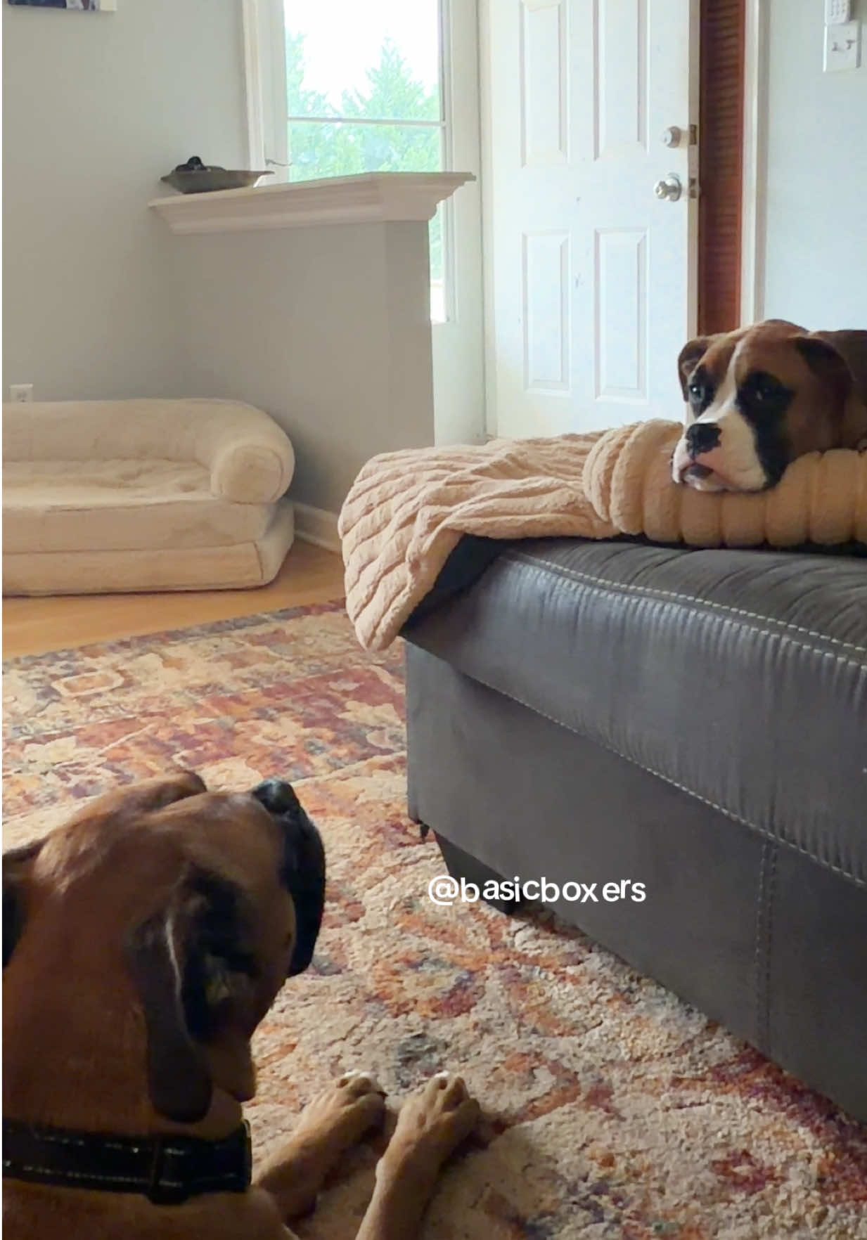 @basicboxers