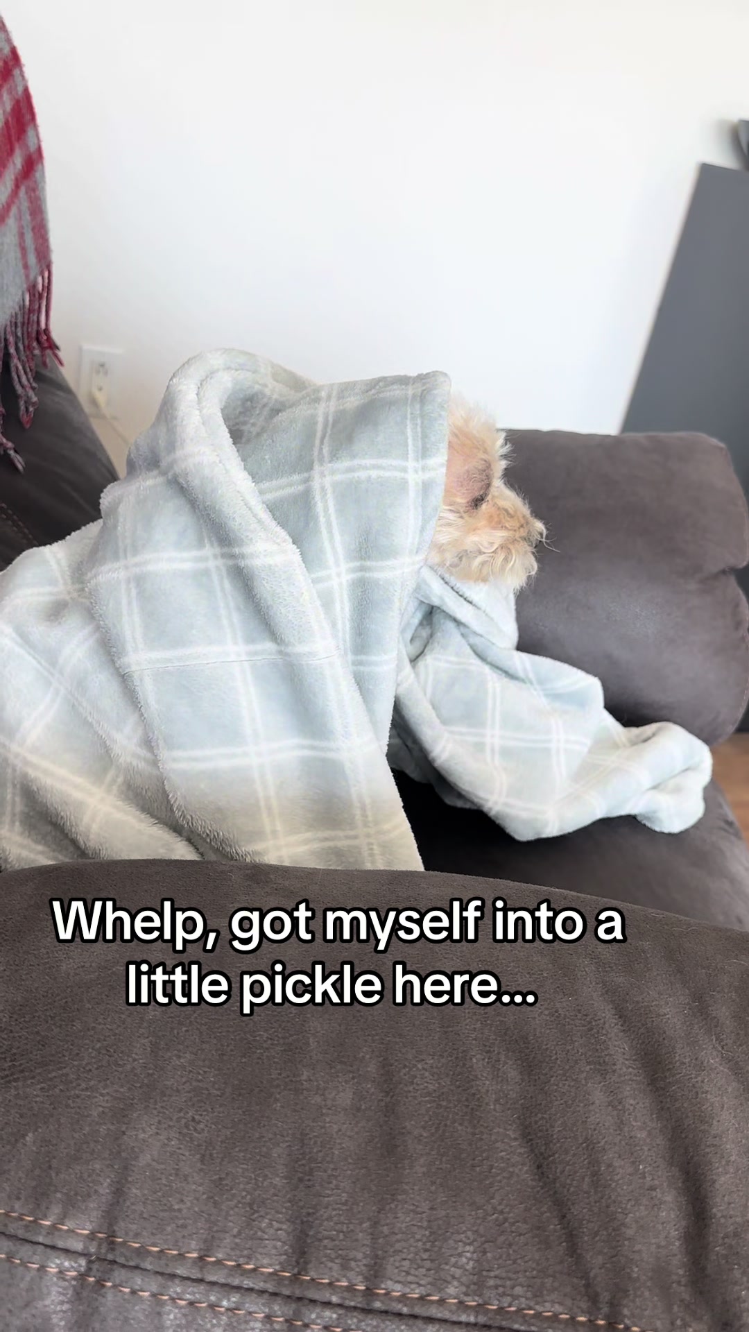 @He Was A PoodleBoi