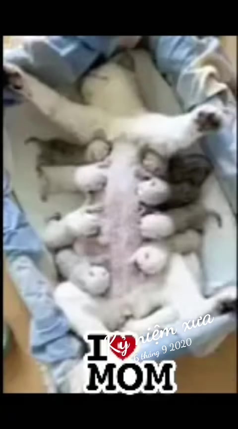 @JBN CATS