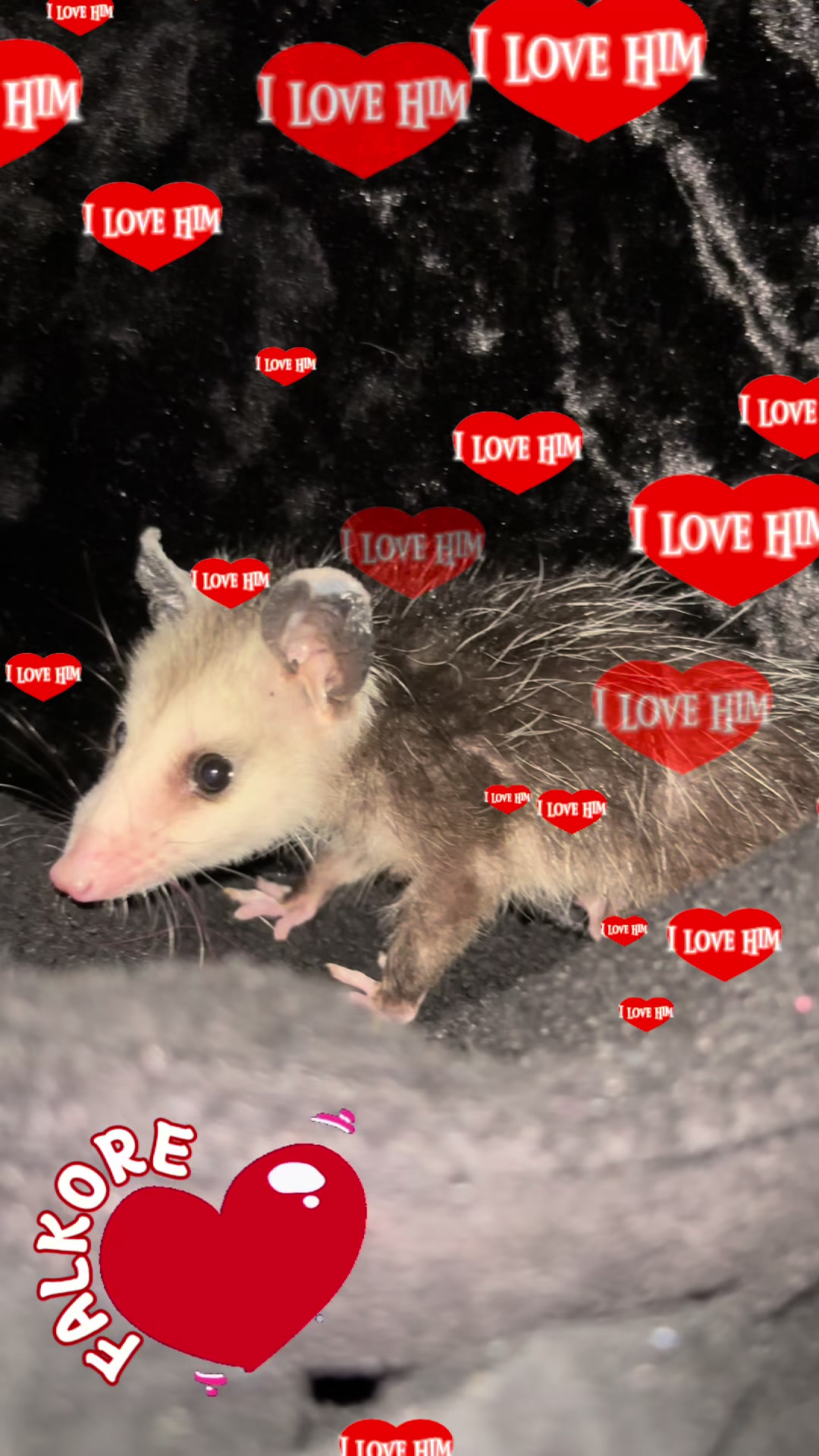 @Carmen Sarcastic Sal
