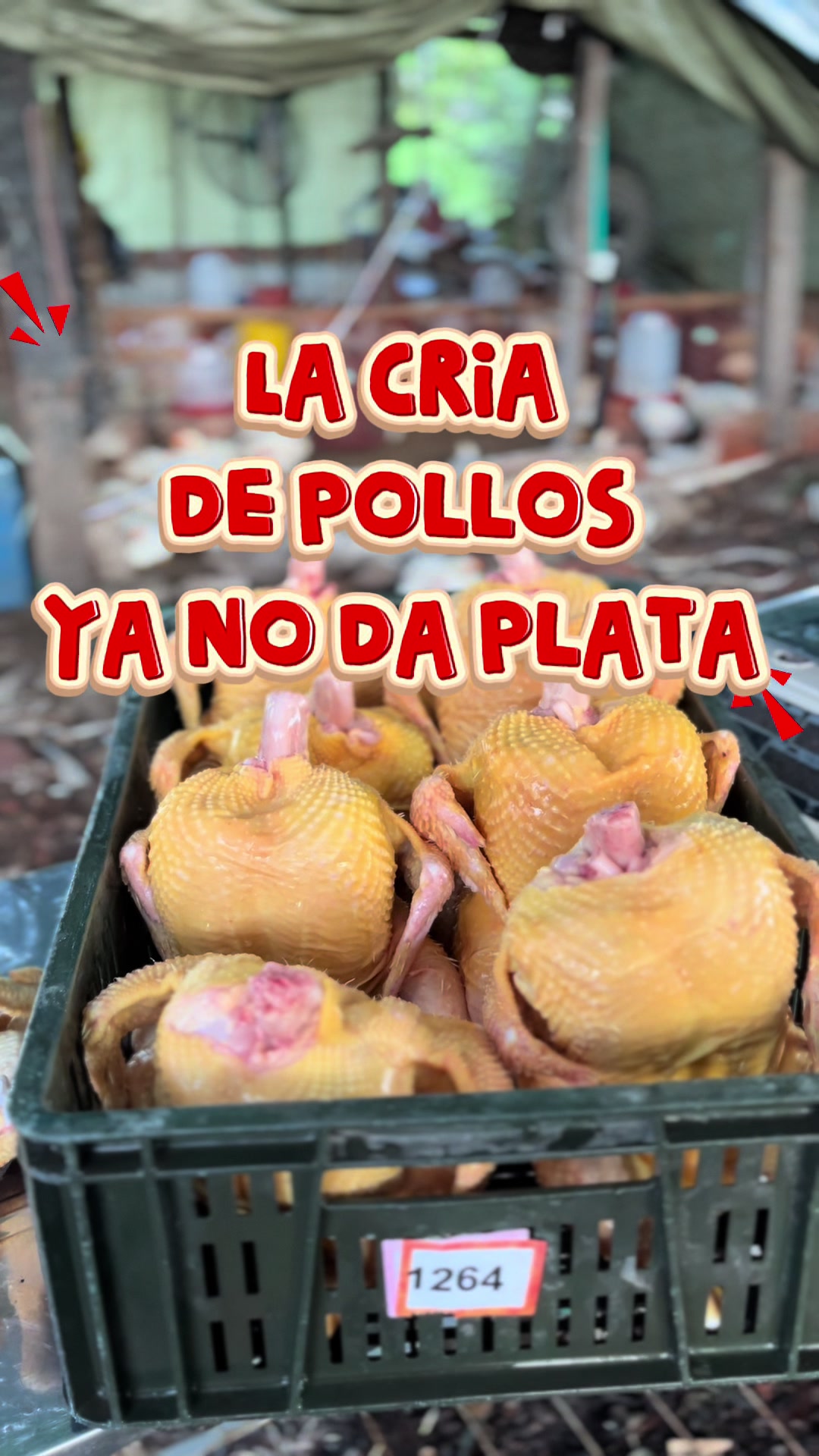 @elmagnatedelospollos