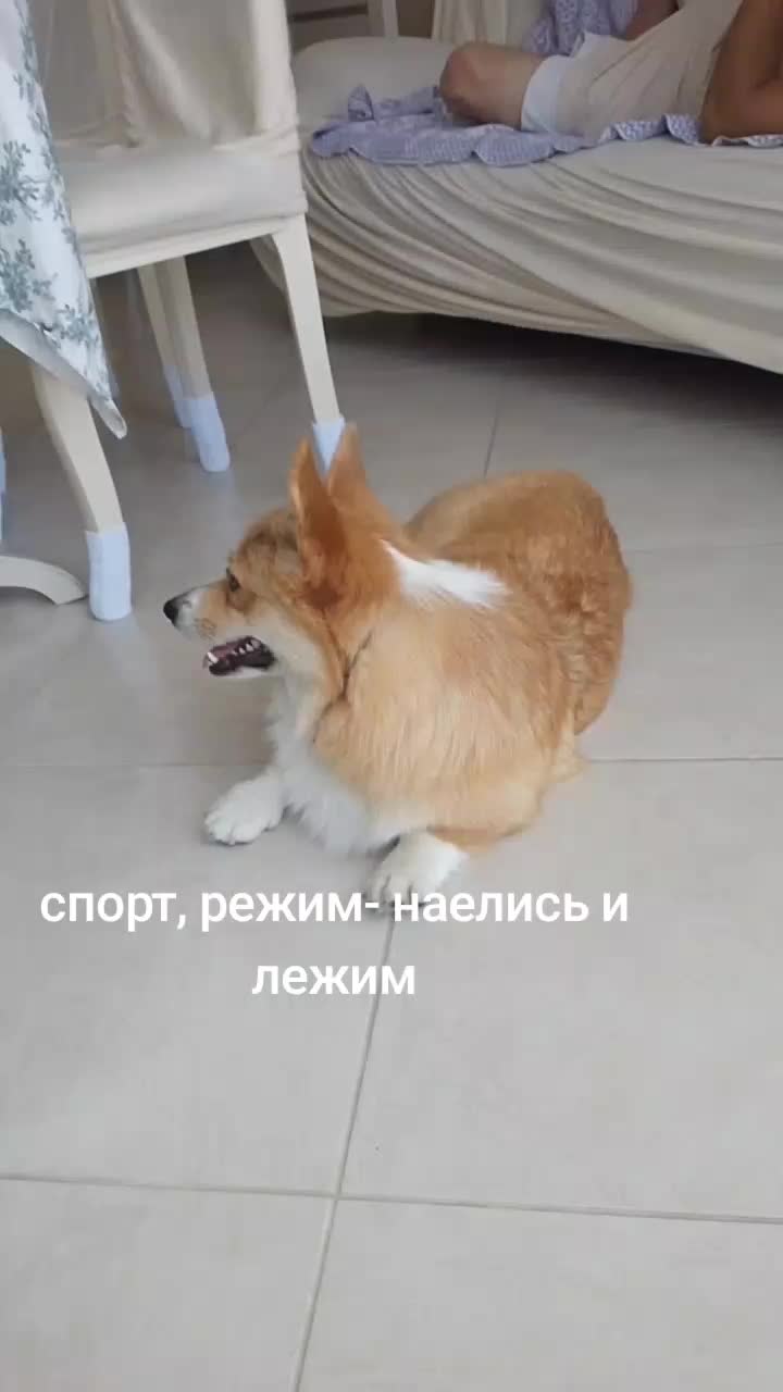@Корги Боня@