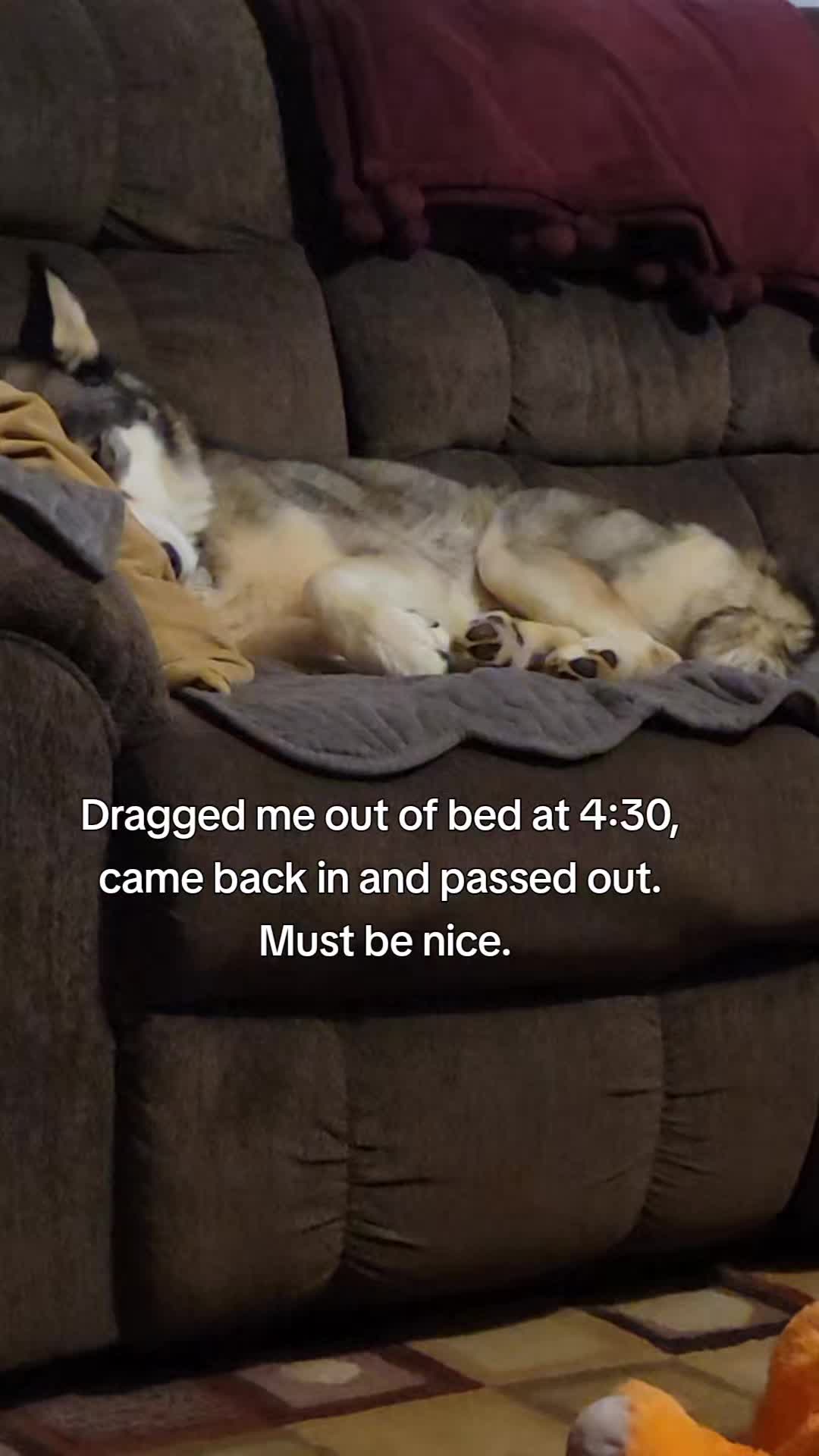 @the Hussey Husky ❌️