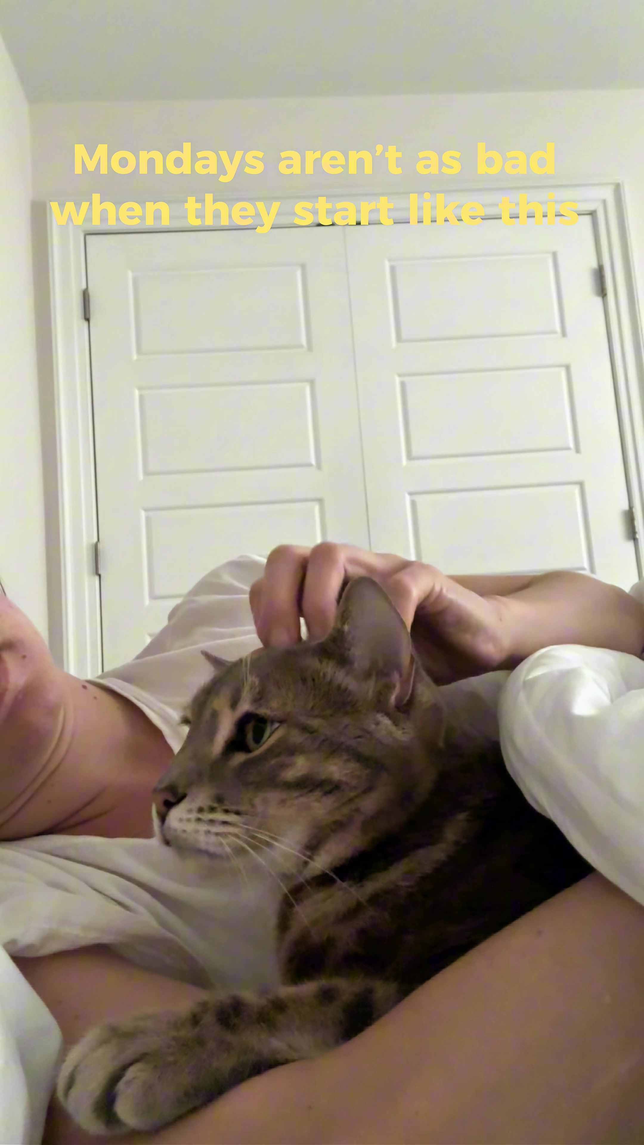 @Mochi the Bengal