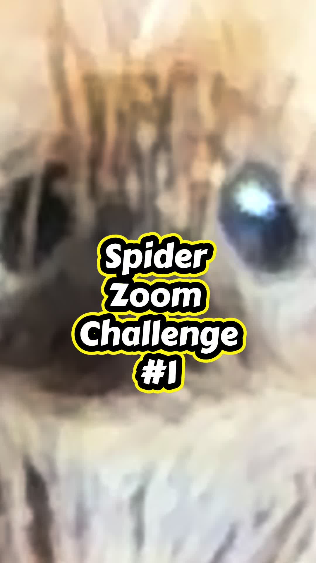 @arachnids