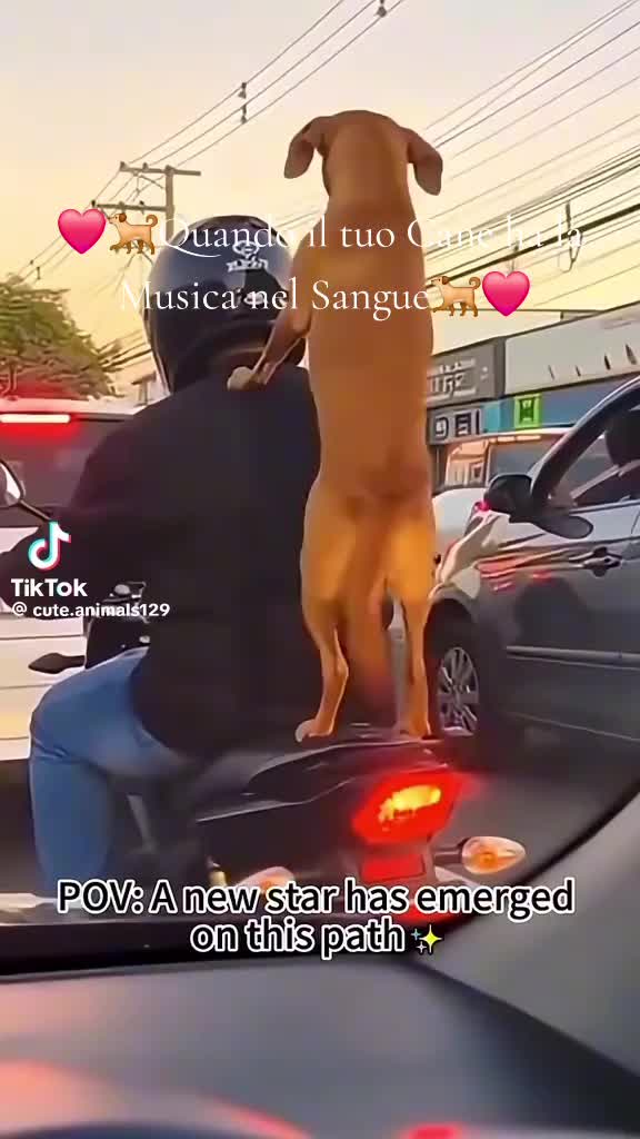 @angelicadejame