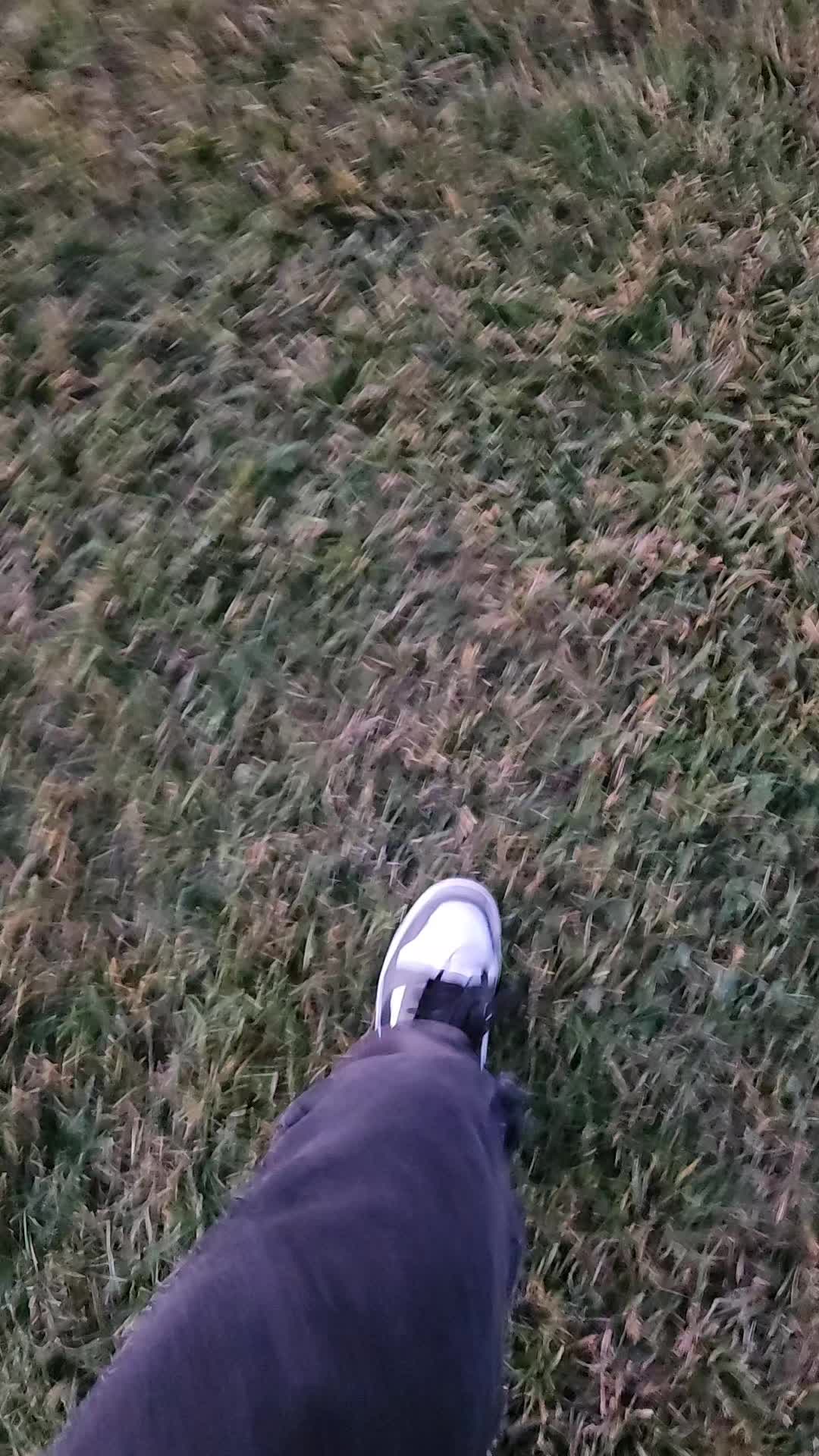 @hchusky3209