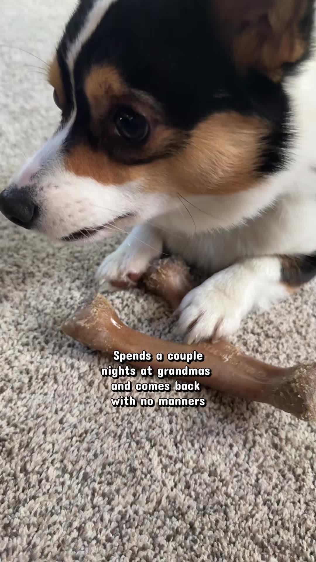 @Little Miss Rosie 🐾
