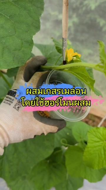 @Mote เมล่อนและไม้ด่าง