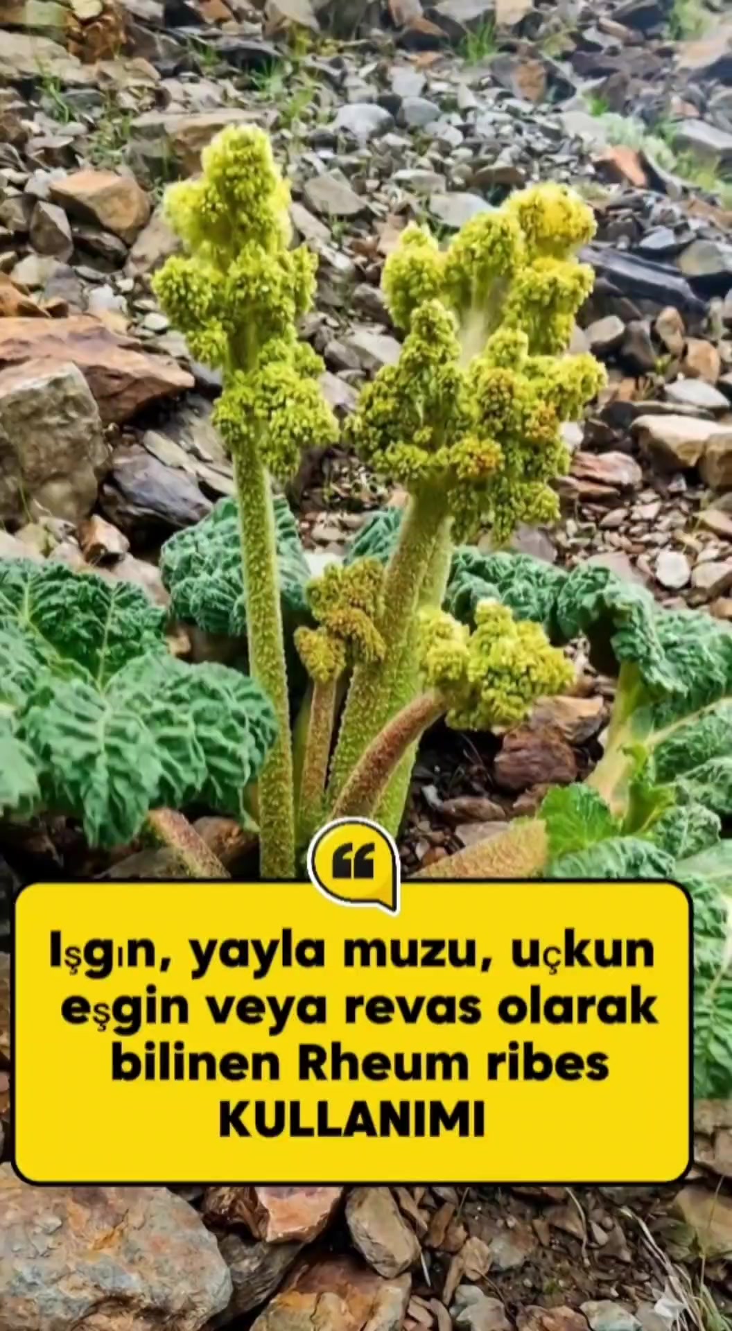 @Kamuran Arslan
