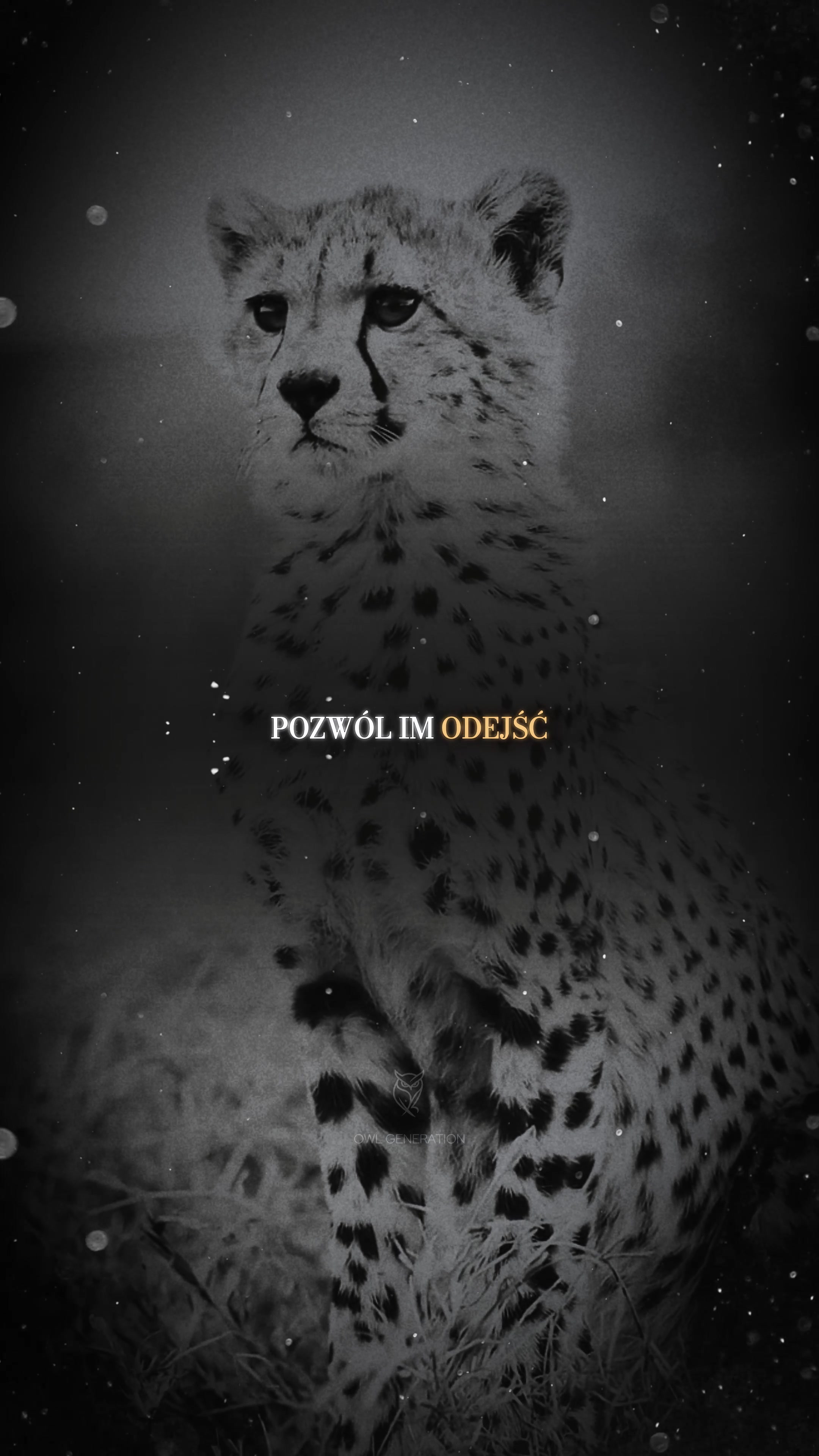 @OwlGeneration🦉🌙