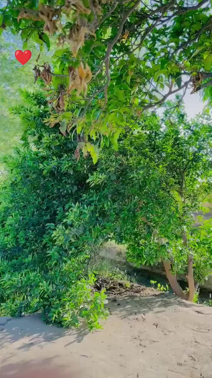 @_✨میاں ثاقب شفیق✨_