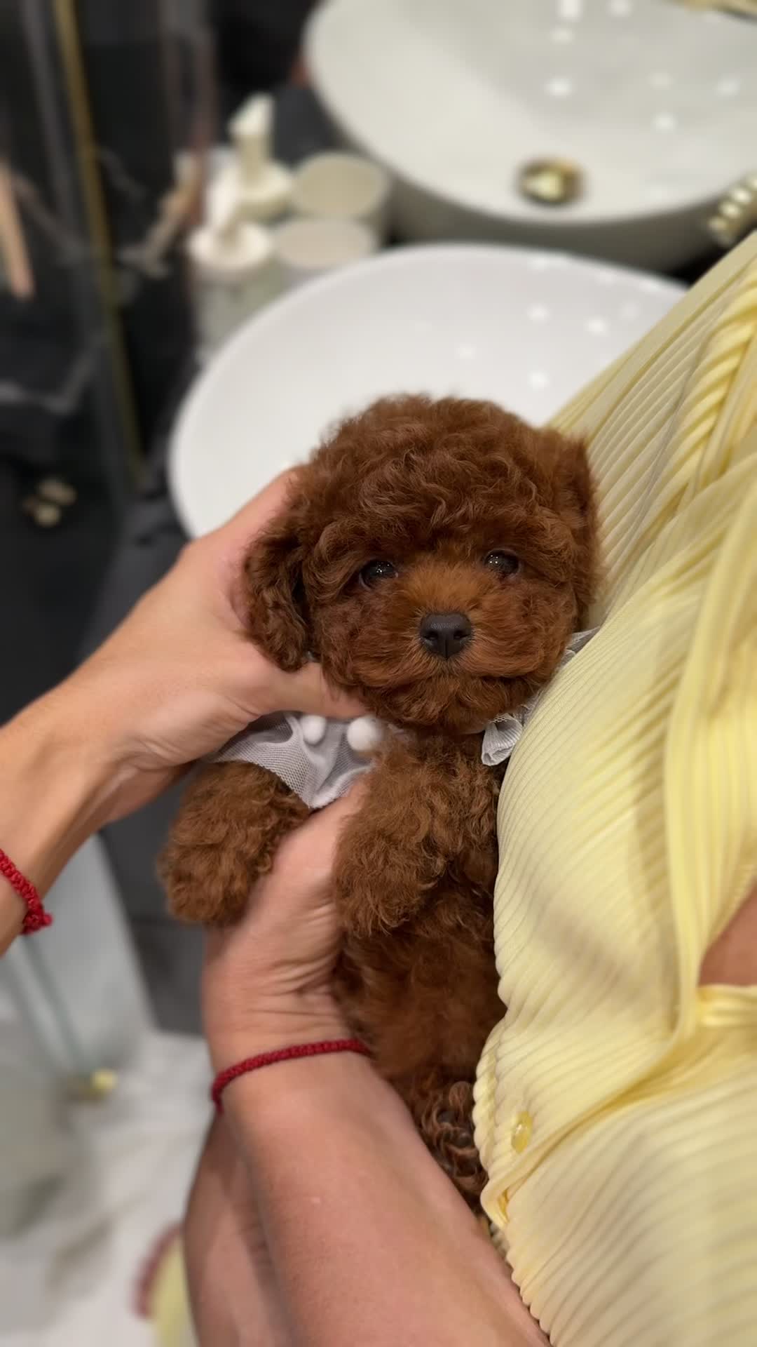 @Royalpuppy.world