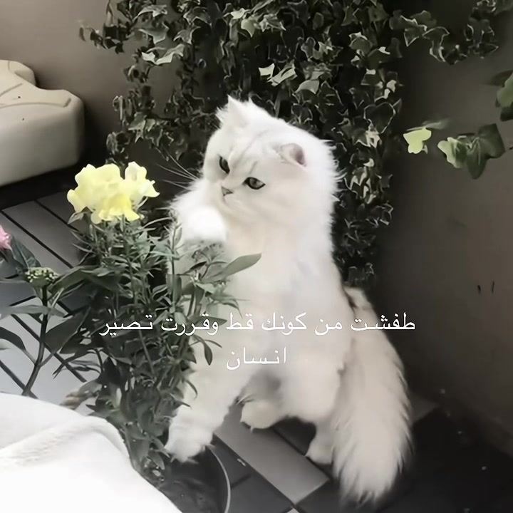 @جنو 𐙚