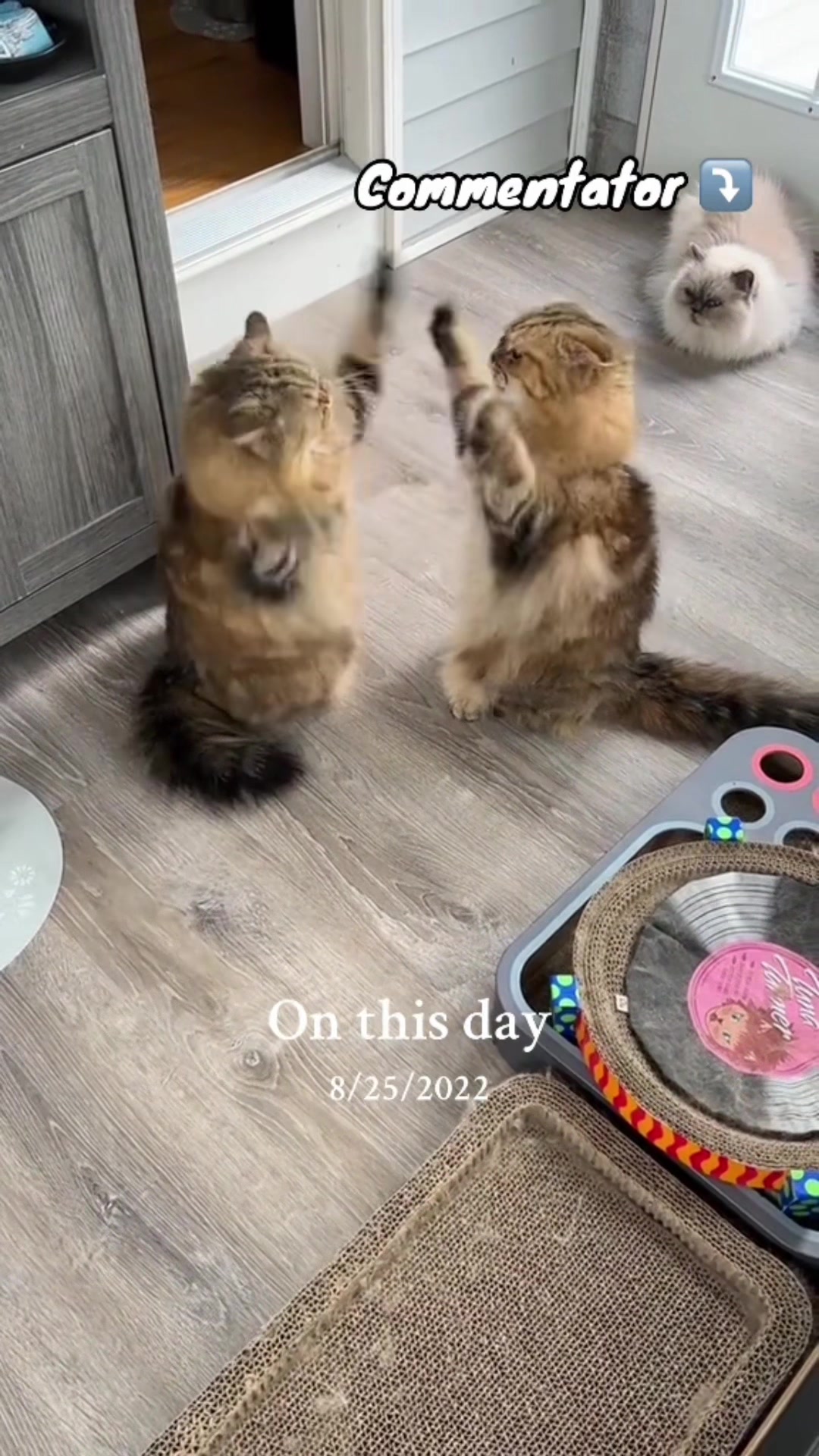 @Ambrosepets