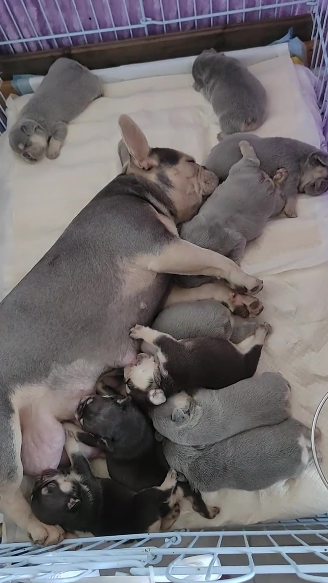 @MilkPupDaily