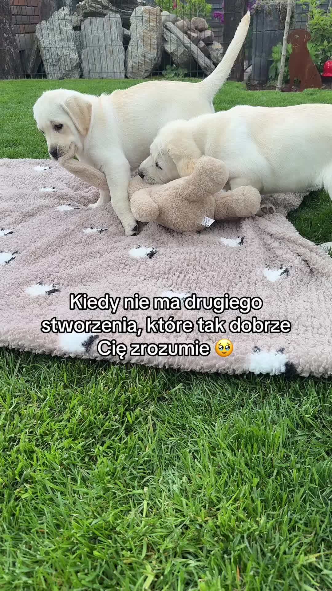 @Moonlife -Labrador Retriever