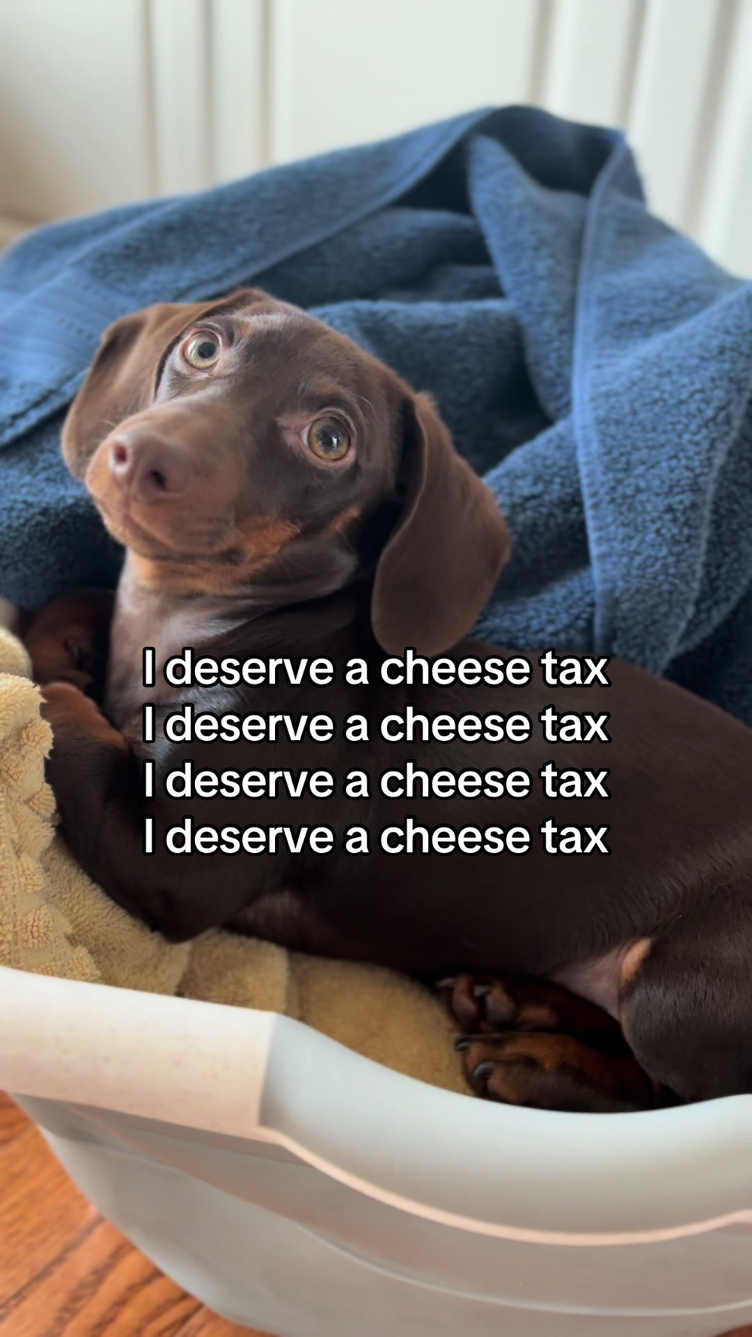 @Willie the Wiener Dog