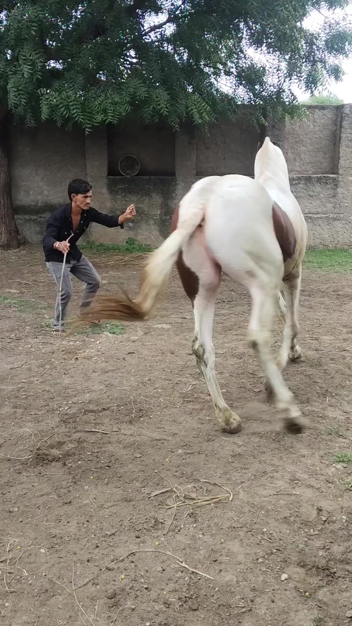@@𝙂𝙍 𝙃𝙤𝙧𝙨𝙚 𝙁𝙖𝙧𝙢 🐴