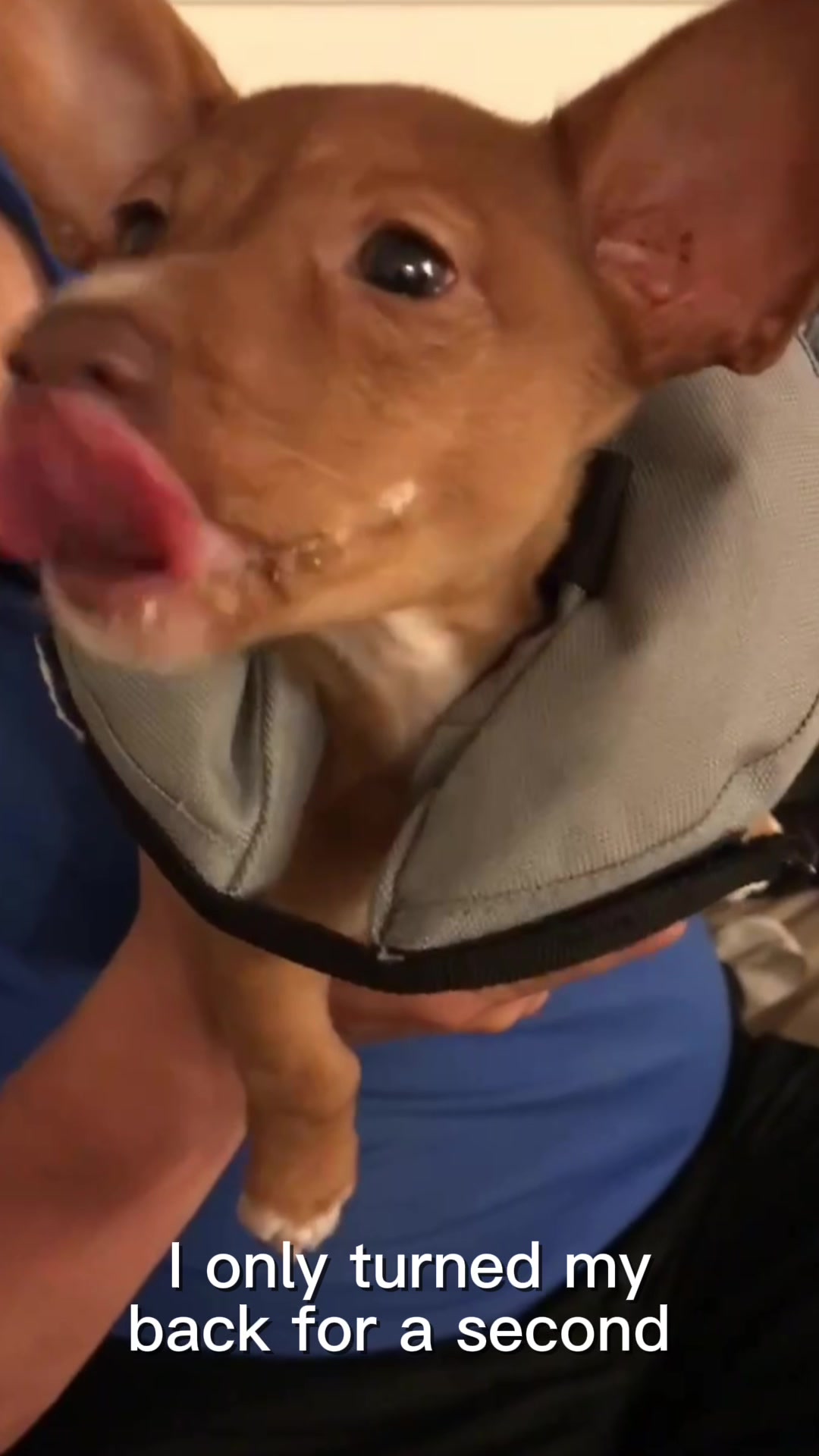 @Oscar the Chiweenie ✌️💙🐾