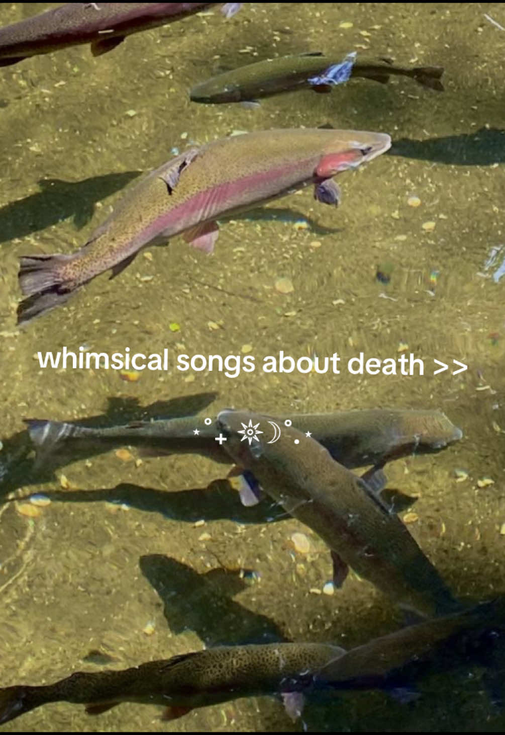 @𓆝 𓆟 𓆞 𓆝 𓆟 вєвє