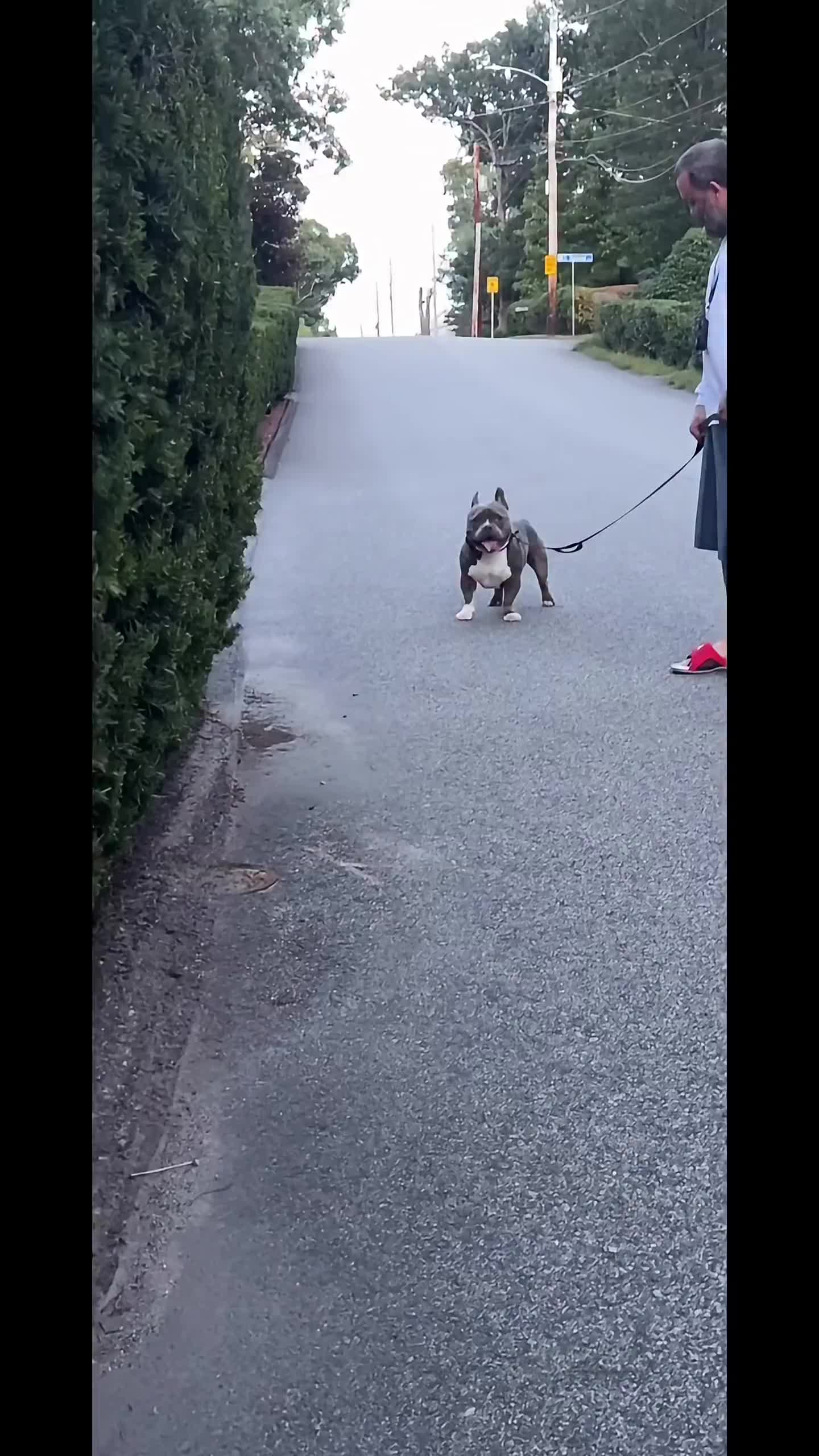 @Gunner | Pocket Bully