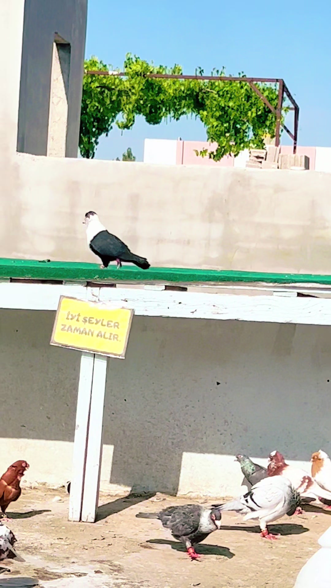 @🕊️ⓀⒶⓈⒶⓅ ⒼⓄⓀⒽⒶⓃ🕊️
